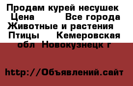 Продам курей несушек › Цена ­ 350 - Все города Животные и растения » Птицы   . Кемеровская обл.,Новокузнецк г.